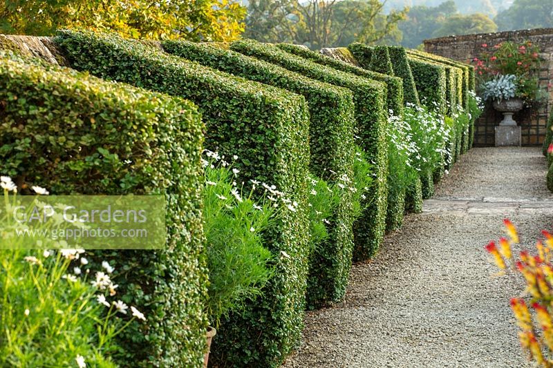 Clipped Privet topiary against wall with containers with white Argyranthemums - Bourton House Garden, Gloucestershire, September
