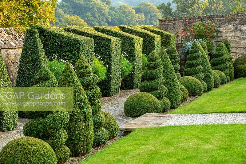 Clipped Privet topiary against wall with containers of white Argyranthemums - Bourton House Garden, Gloucestershire, September
