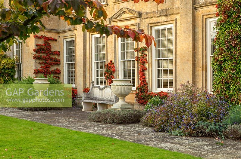 Trained Pyracantha on wall, urns, containers, Parrotia persica - Bourton House Garden, Gloucestershire
