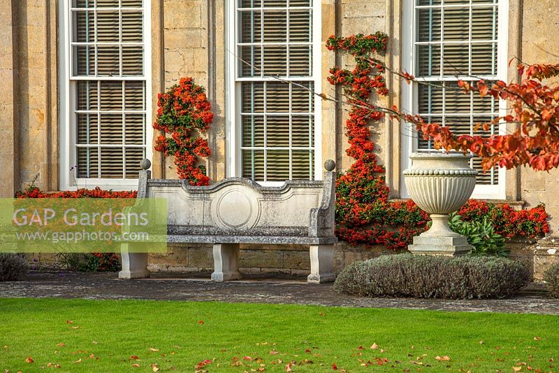 Stone bench with trained Pyracantha on wall, urns and Parrotia persica - Bourton House Garden, Gloucestershire
