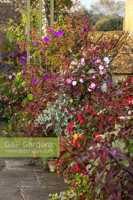Containers against wall planted with exotics -  Fuchsia 'Obergartner koch', Tibouchina - Bourton House Garden, Gloucestershire
