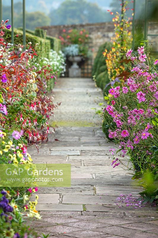 Path edged with containers planted with exotics - Fuchsias and japanese Anemones - Bourton House Garden, Gloucestershire