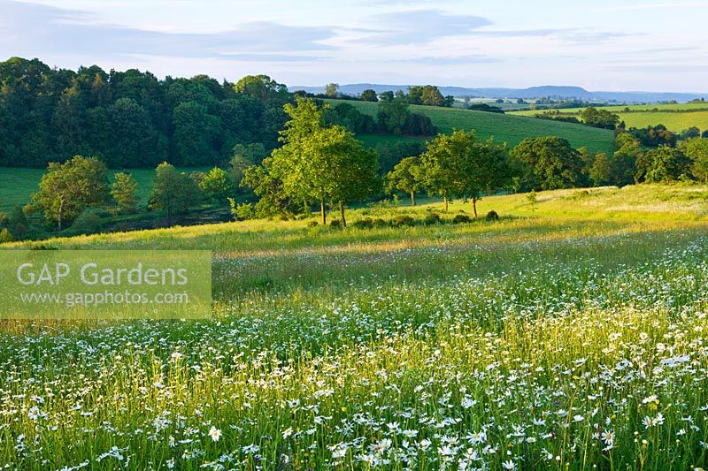 Wildflower meadow with view of countryside - Ox eye daisies - Leucanthemum vulgare - Brockhampton cottage, Herefordshire

