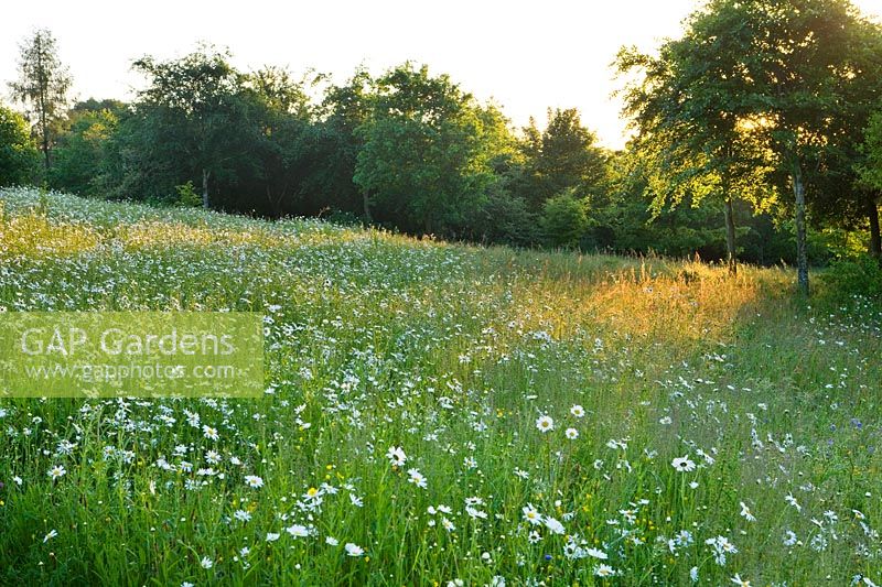 Leucanthemum vulgare - Oxe eye daisies in qildflower meadow, Brockhampton, Herefordshire.