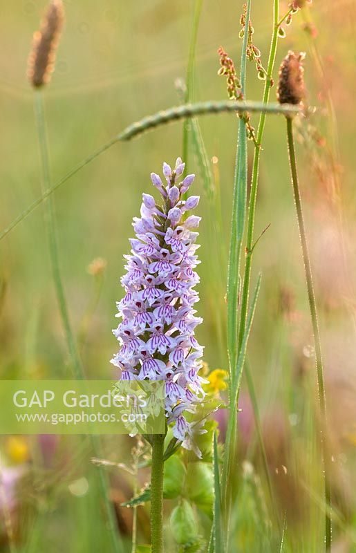 Orchid - Dactylorhiza fuchsii - Common spotted orchid, Brockhampton, Herefordshire.