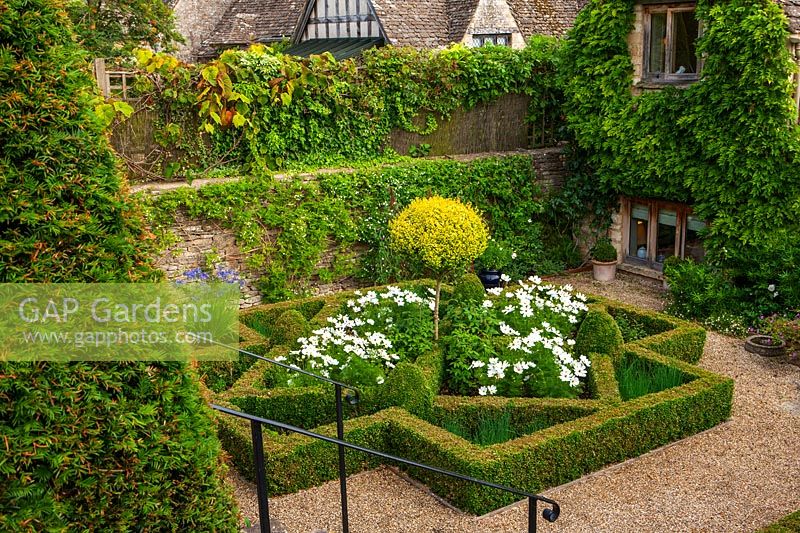 Formal box parterre with white Cosmos, Burford, Oxfordshire. 