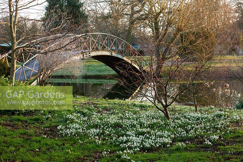 Snowdrops beside lake with bridge in winter, Chippenham Park, Cambridgeshire. 