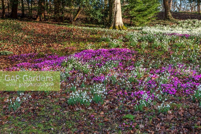 Cyclamen coum and Snowdrops, Colesbourne park, Gloucestershire, February.