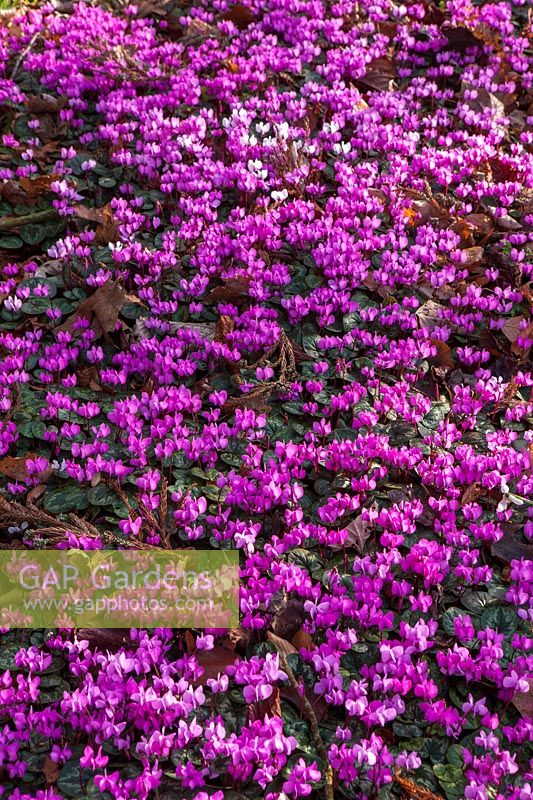 Cyclamen coum, Colesbourne park, Gloucestershire, February.