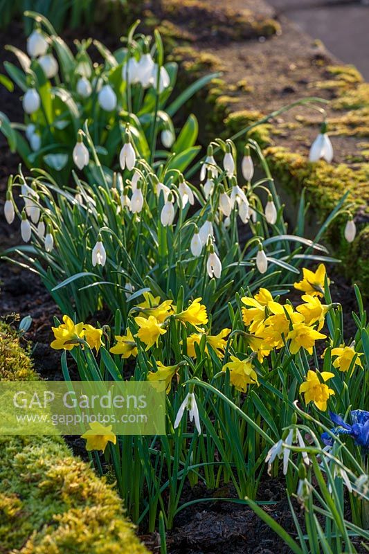 Galanthus 'Blonde Inge' and Narcissus navarre, Colesbourne park, Gloucestershire, February.