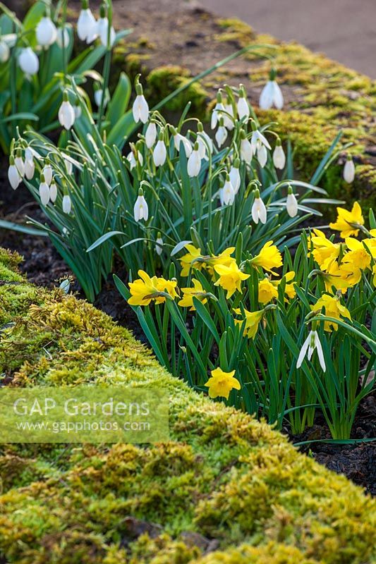 Galanthus 'Blonde Inge' and Narcissus navarre, Colesbourne park, Gloucestershire, February.