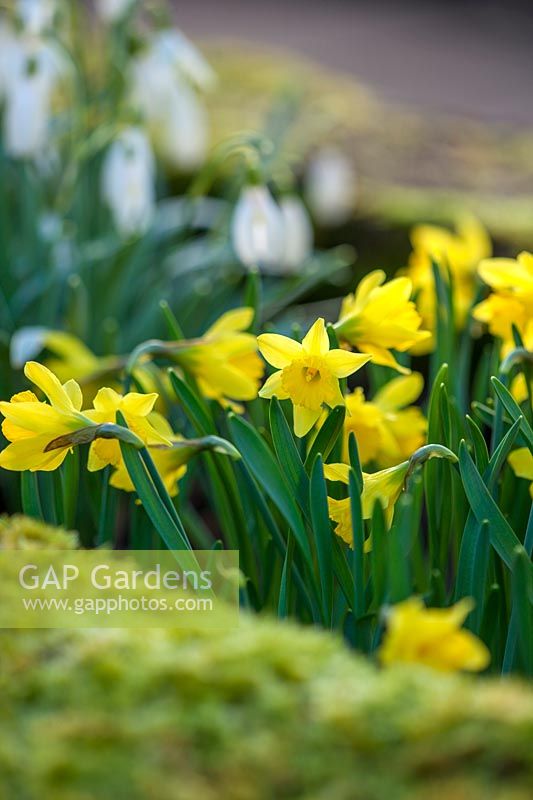 Narcissus navarre, Colesbourne park, Gloucestershire, February.