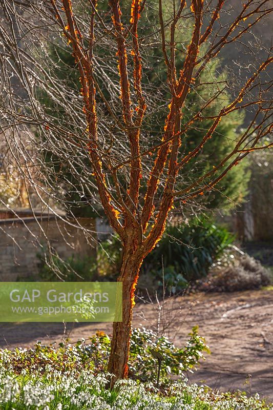 Acer griseum, Gloucestershire, February.