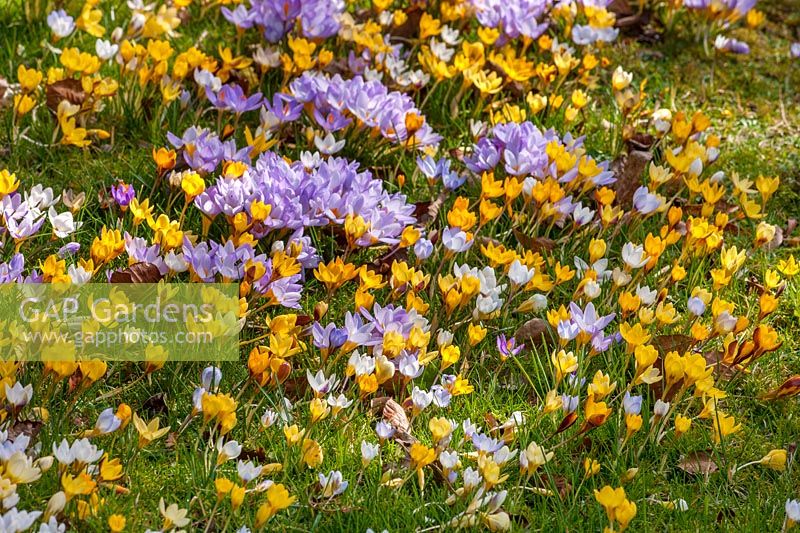 Yellow and purple flowered Crocuses, Gloucestershire, February.