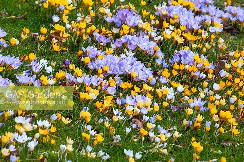 Yellow and purple flowered crocuses, Gloucestershire, February. 