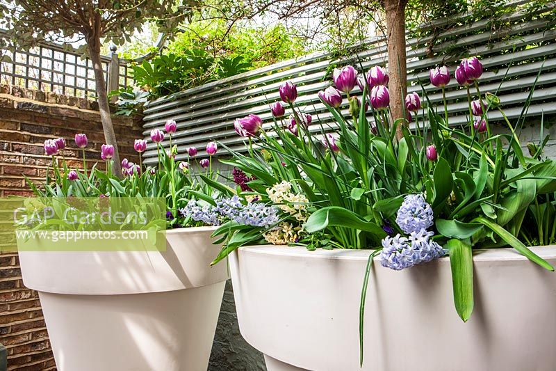 Containers with Tulips and Hyacinth, London, April.