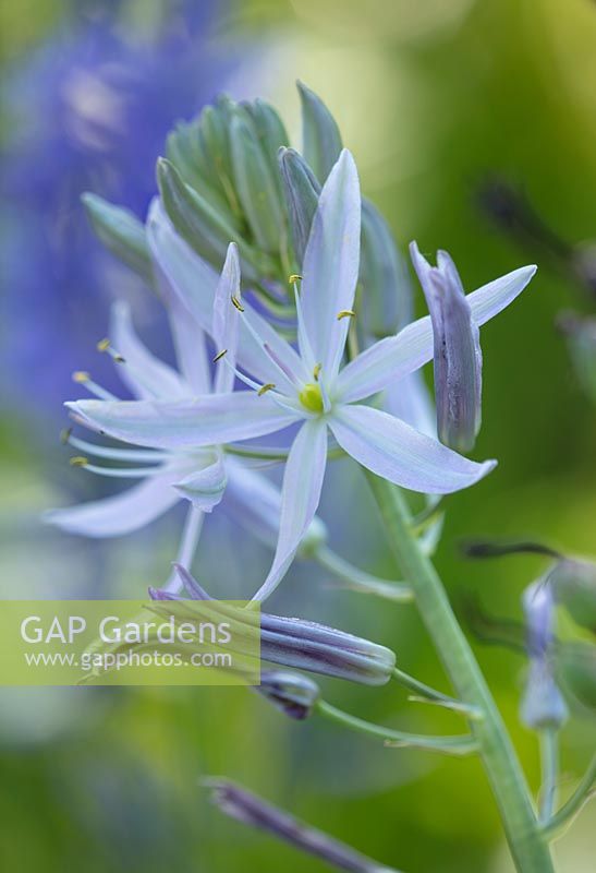 Pale 'Blue' flower of Camassia, May.