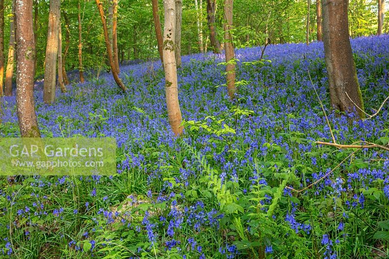 Bluebell drifts among the trees, Hole Park, Kent.
