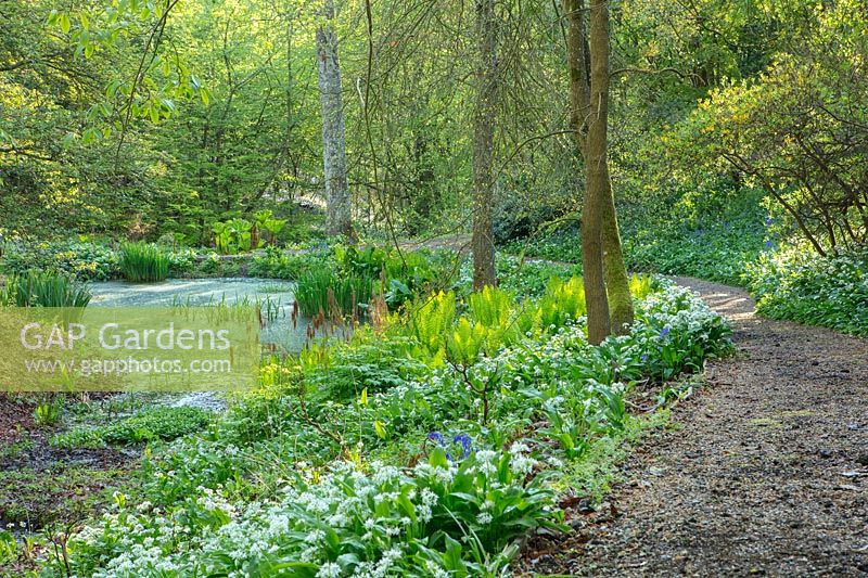 A woodland pathway passes a pond with naturalised marginal planting at Hole Park, Kent. 

