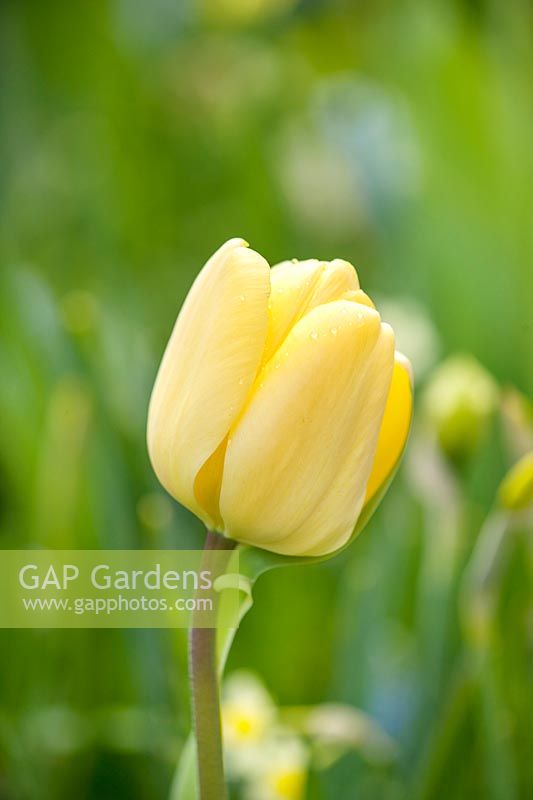 Tulipa 'Ivory Floradale'. 