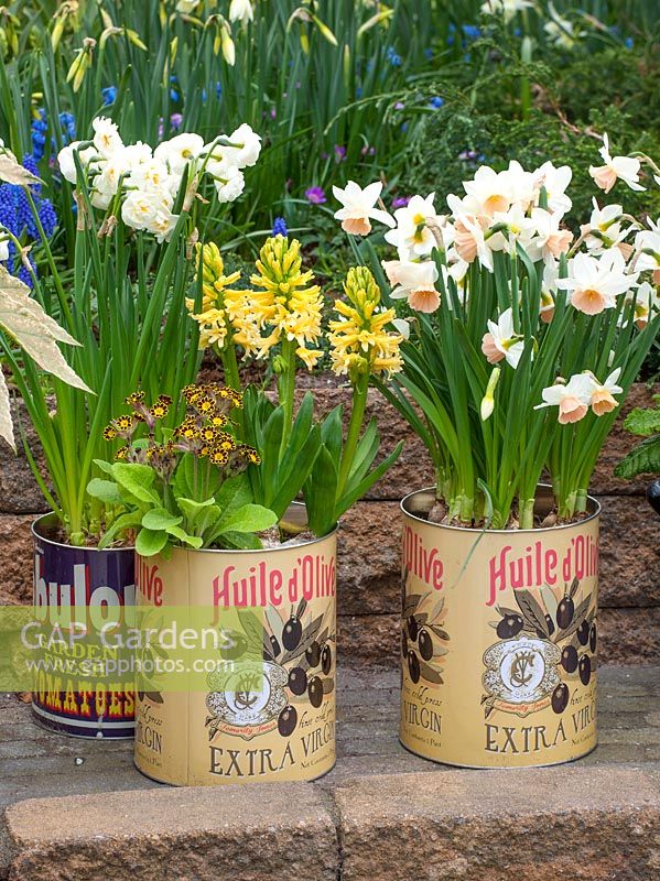 Old olive cans planted with Narcissus and Hyacinths, Holland, April.