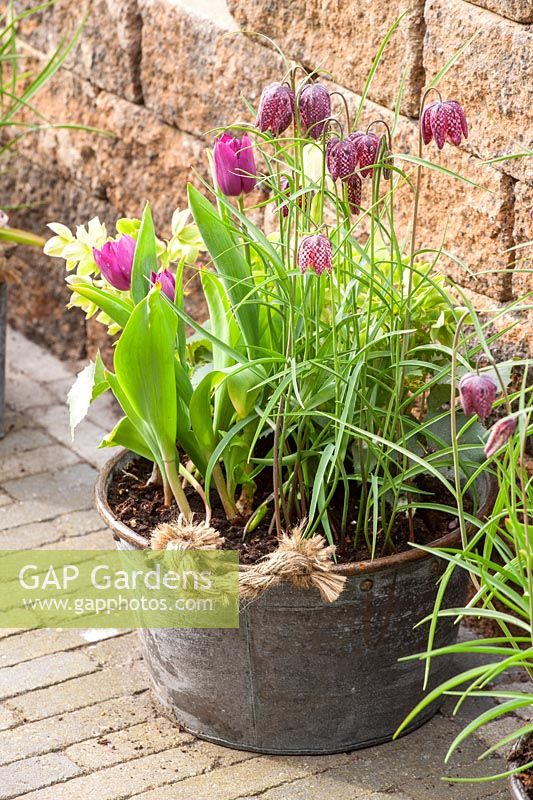 Fritillaria meleagris and Tulipa planted in an old metal bucket at Keukenhof Gardens, The Netherlands. 

