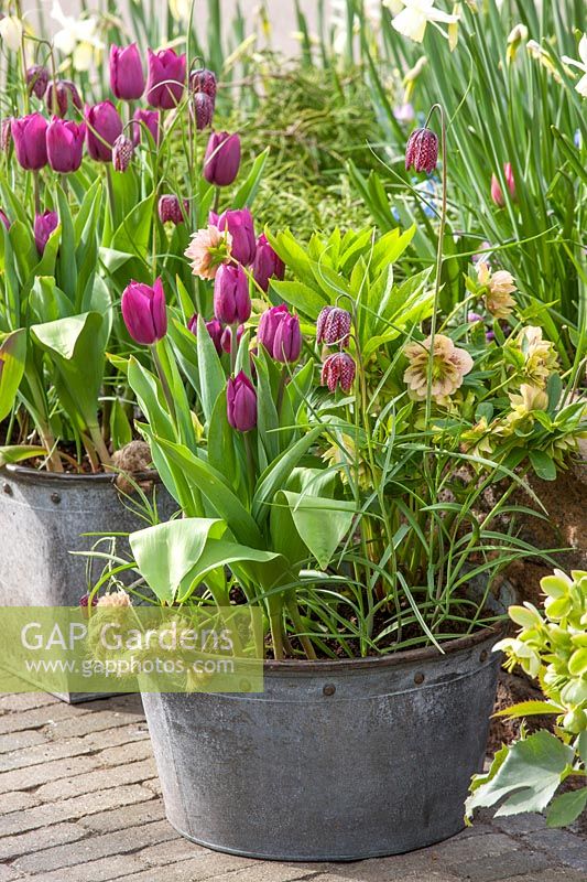 Bucket planted with Tulips, Hellebores and Fritillaria meleagris, Holland, April.