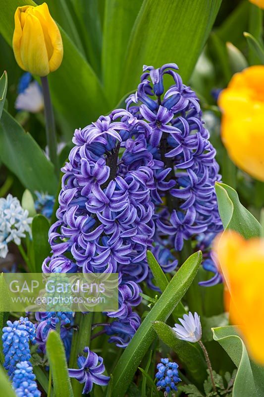 Hyacinth - Hyacinthus 'Blue Jacket', Holland, April.