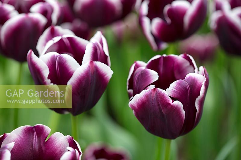 Tulip 'Jackpot', Holland, April.