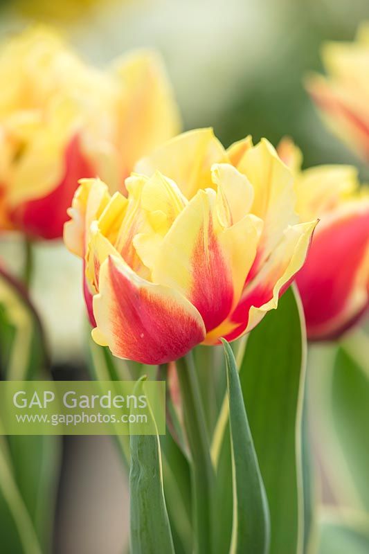 Tulipa 'Ophelia', Holland, April.