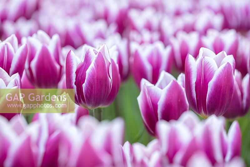 Tulipa 'Marilyn', Holland, April.