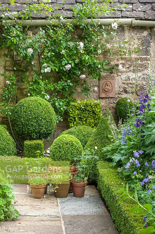 Climbing rose and clipped box with pots, Oxfordshire, June.