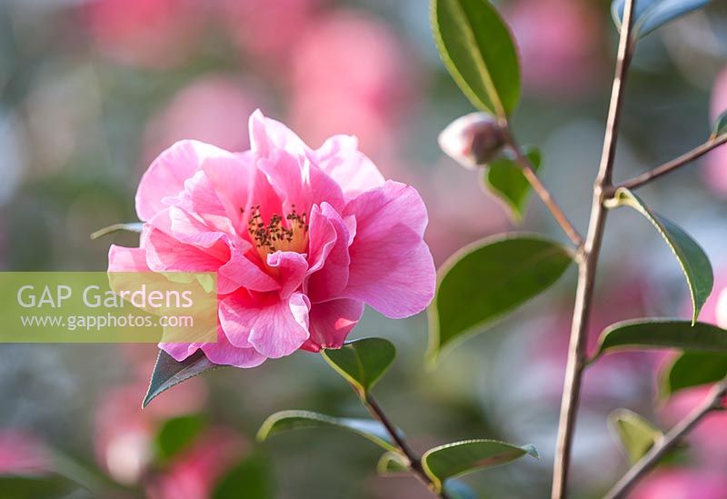 Camellia leonard messel, March.