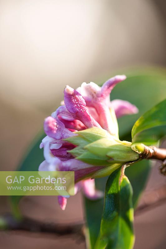 Winter flowers of Daphne odora rubra, March.