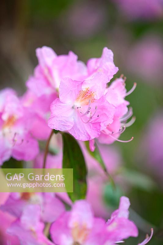 Rhododendron airy fairy, March.