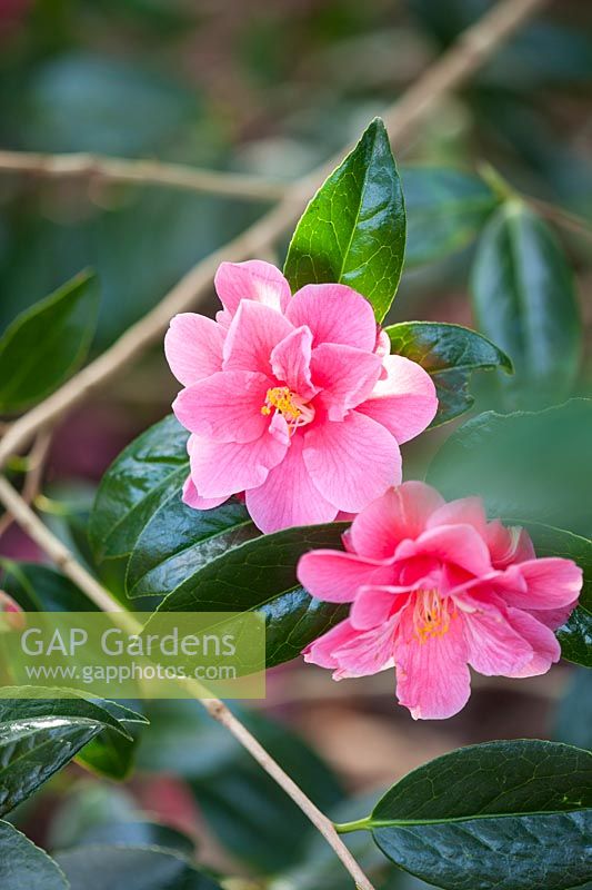 Camellia maud messel - x williamsii x reticulata, March.