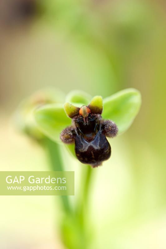 Ophrys bombyliflora - Bumblebee orchid, April.