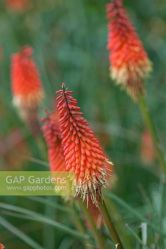 Kniphofia fiery fred - Red hot pokers, July.
