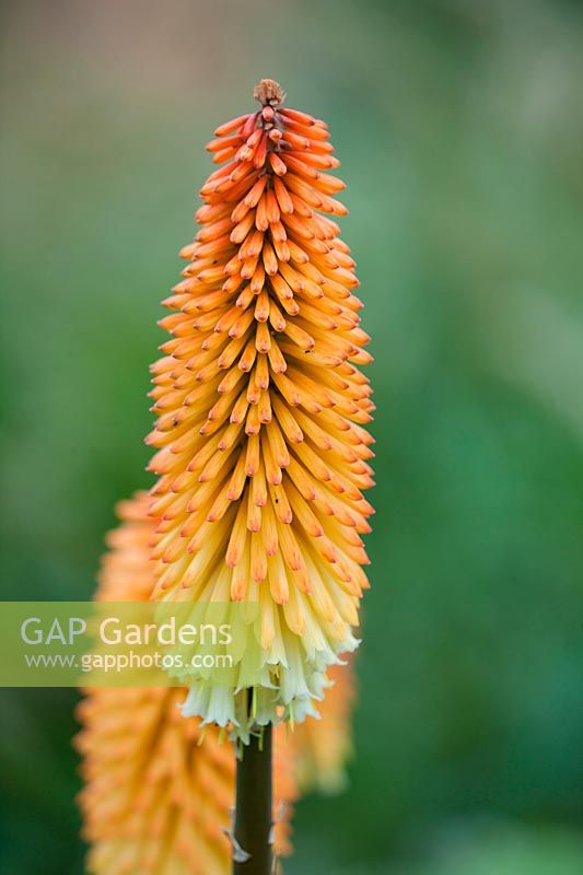 Kniphofia 'Tawny King' - Red hot pokers, July.