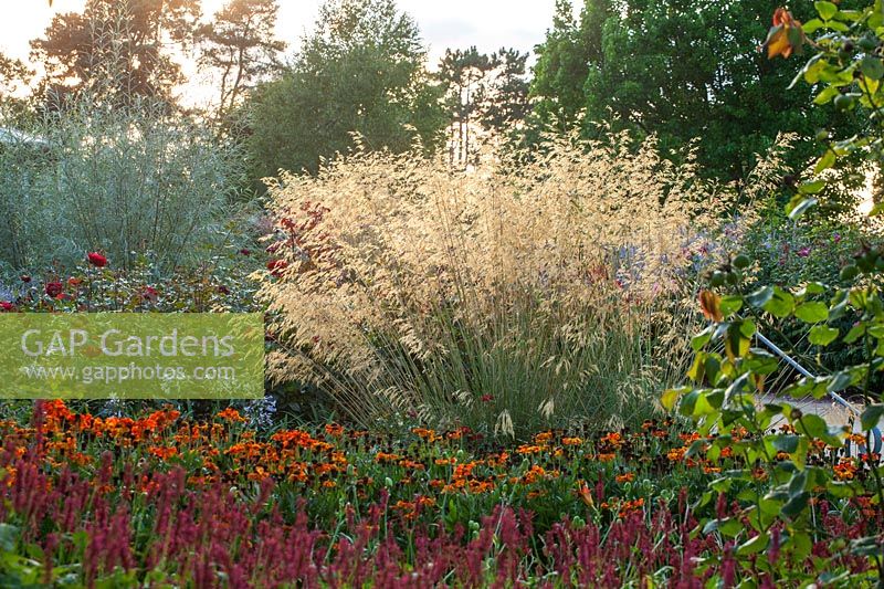 Bowes-Lyon Rose garden with Heleniums and Stipa gigantea, RHS Wisley, Surrey, September.