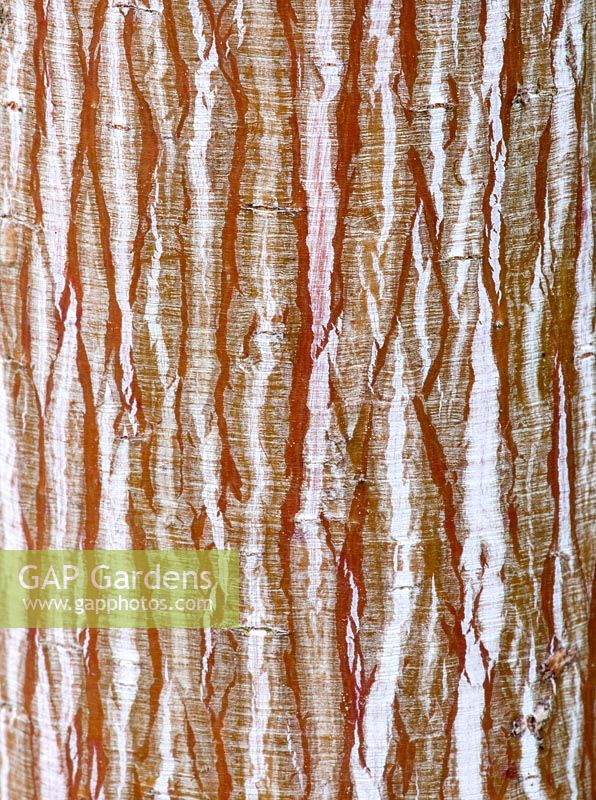 Bark of snake bark maple - Acer davidii 'Viper' syn. Mindavi, November