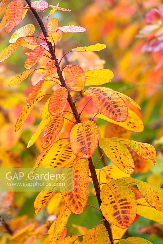 Autumnal leaves of Cotinus coggygria, November