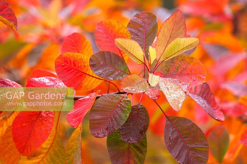 Autumnal leaves of Cotinus 'Grace', RHS Wisley, Surrey