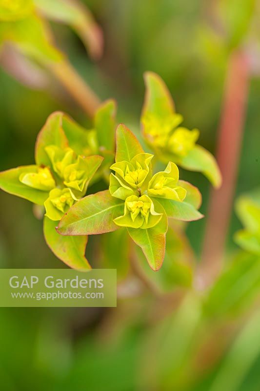Flowers of Euphorbia oblongata
