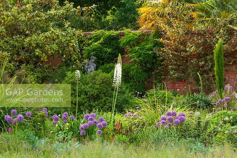 Border with wall, statue, Allium 'Globemaster', Eremurus, walled garden, RHS Wisley, Surrey