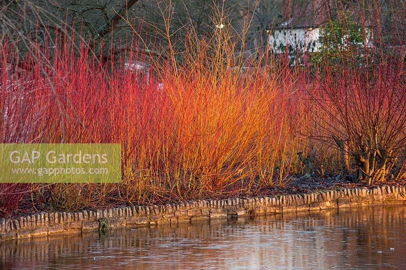 Winter stems of Cornus reflected in the lake in winter - RHS garden Wisley