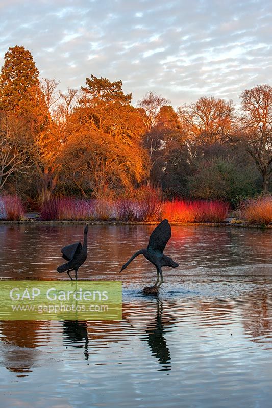 Bird sculptures in the lake in winter -  - RHS garden Wisley, Surrey
