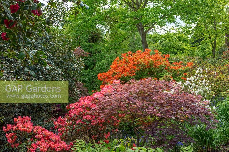 Woodland with Rhododendron 'September Song' and Maples - RHS Wisley, Surrey