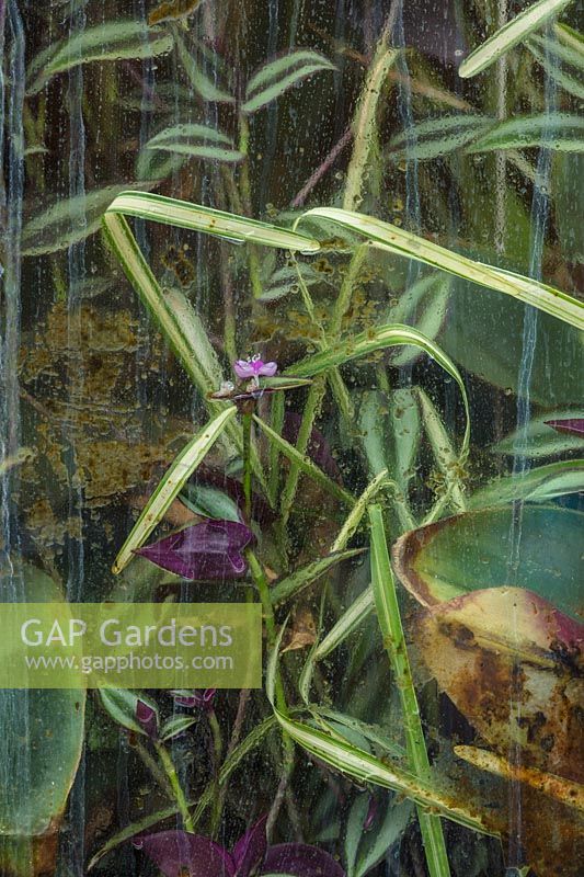 Abstract image of plants inside the 'Waterlily' house through window - Royal Botanic Gardens, Kew

