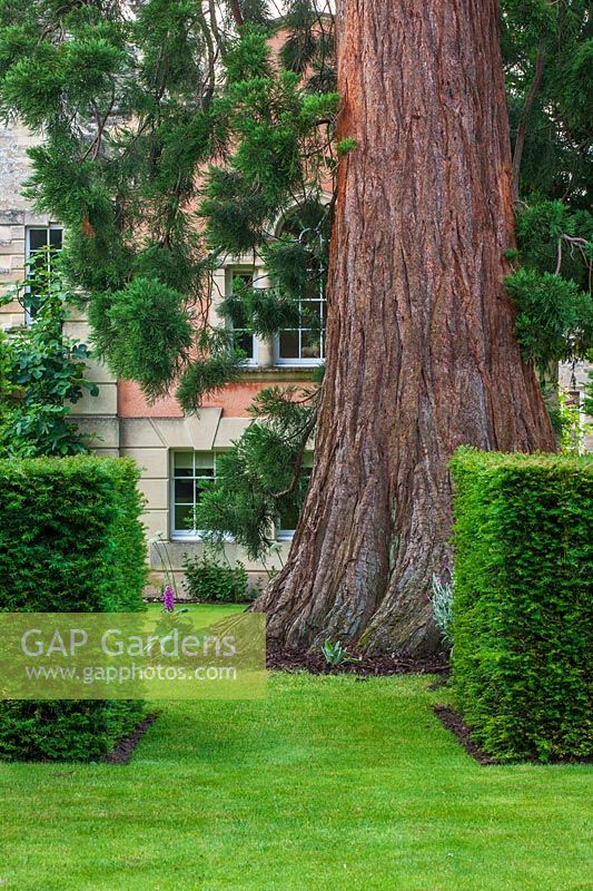 Sequoiadendron giganteum Giant Redwood in lawn between clipped yew hedging,  Taxus baccata